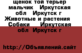  щенок той-терьер мальчик - Иркутская обл., Иркутск г. Животные и растения » Собаки   . Иркутская обл.,Иркутск г.